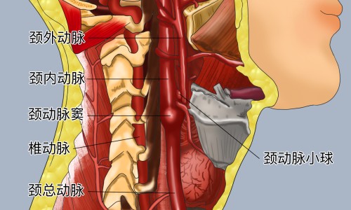 细米粉的功效和作用-权威细米粉的做法与配料平台,分享专业细米粉有什么营养知识_细米粉的功效网